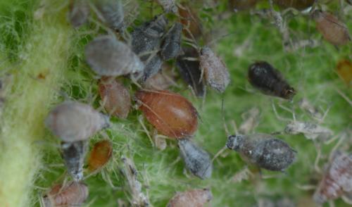 Dysaphis plantaginea